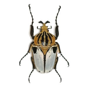 GOLIATHUS CACICUS